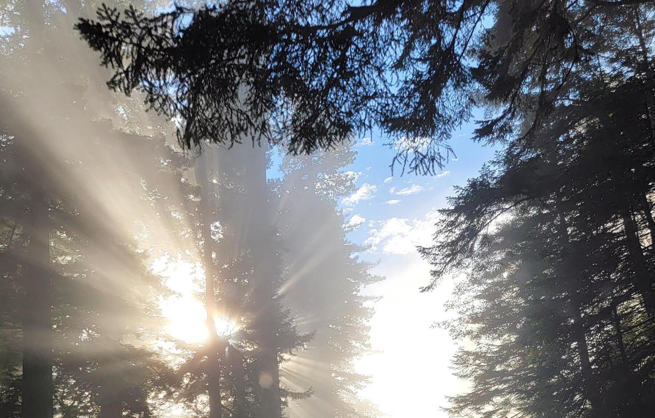 Morning sunlight breaking through fog and redwood trees